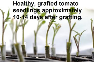 Grafted Tomato Seedlings